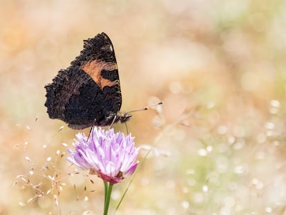 Una ortiguera o mariposa de la ortiga en la sierra de Gredos, en Ávila.