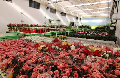 Begonias en el vivero de VerdNatura en Silla, Valencia.