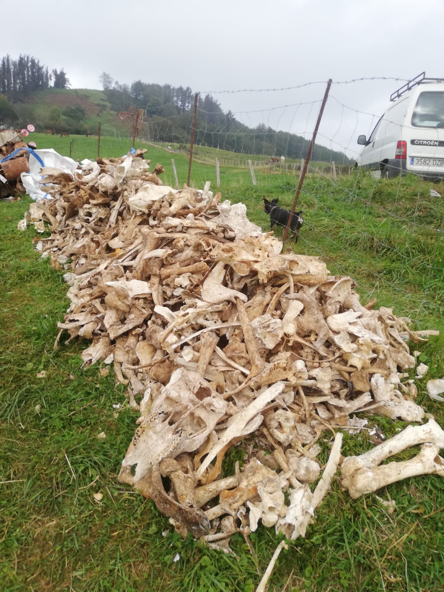 Restos oseos de animales muertos extraidos de la sima Leizeta, en Larraul (Gipuzkoa).