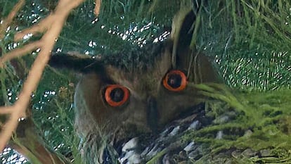 Ejemplares de Buho Real en el Retiro