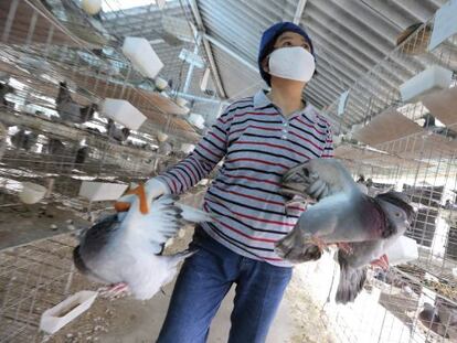 Un empleado de un criadero de palomas traslada unas palomas en Shang&aacute;i