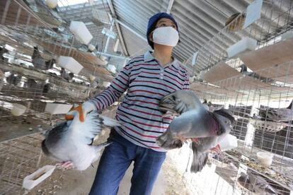 Un empleado de un criadero de palomas traslada unas palomas en Shangái