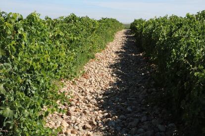 Viñedo de la bodega Nieva.