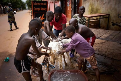 Un grupo de niños lava un cordero que será sacrificado en Eid al-Adha, en Bamako, Mali, el 20 de agosto de 2018. 