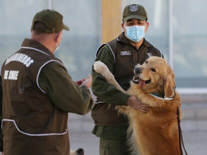 Funcionarios de entrenamiento canino de los Carabineros de Santiago (Chile) adiestran perros para detectar el Covid-19. Gracias a su olfato pueden ser útiles en el rastreo del coronavirus, como lo son con la detección de armas o drogas.  