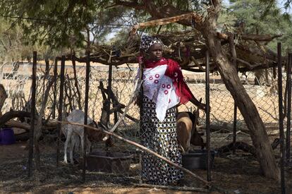Khadi Sugu vive en Taganit, una pequeña aldea en el departamento de Podor, en el norte de Senegal, epicentro de la desnutrición infantil. Ella tiene a una decena de niños a su cargo, los suyos y los hijos de la fallecida primera esposa de su marido, y subsisten de lo que da la media hectárea de tierra en la que cultivan arroz y cebolla. Desde julio de 2018 sabe que es menos probable que sus pequeños pasen hambre aunque no llueva y no haya buena cosecha. Fue cuando recibió dos cabras de la cooperación española.