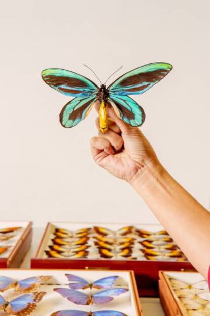 Huertas sostiene una ejemplar de mariposa Reina Alexandra, la más grande del mundo.