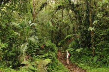 Senderismo en el parque nacional de Amistad, cerca de Boquete, en Panamá.