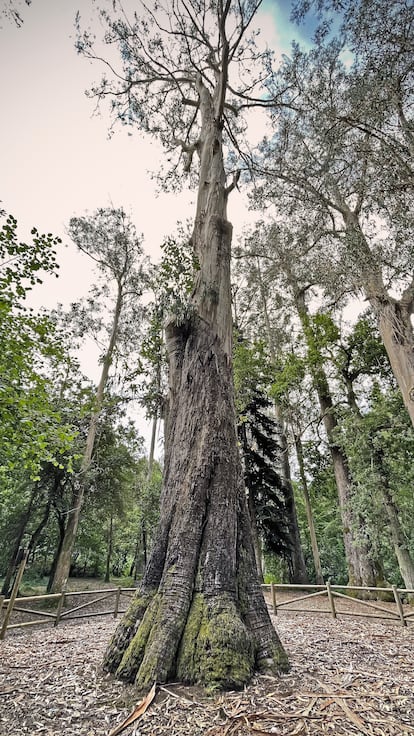 'O Avó, El Abuelo', un eucalipto plantado en 1880 en Lugo que es considerado el árbol más grande de España.