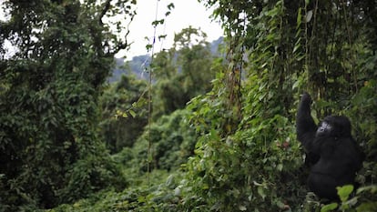 Un gorila en el monte Mikeno, en el parque nacional Virunga (República Democrática del Congo).