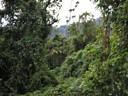 Un gorila en el monte Mikeno, en el parque nacional Virunga (República Democrática del Congo).