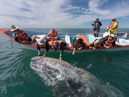 Turistas tocan a una ballena gris en Baja California, México.