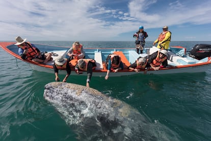 Turistas tocan a una ballena gris en Baja California, México.