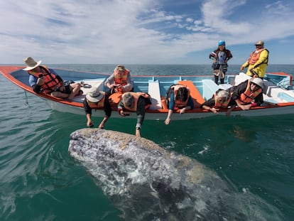 Turistas tocan a una ballena gris en Baja California, México.