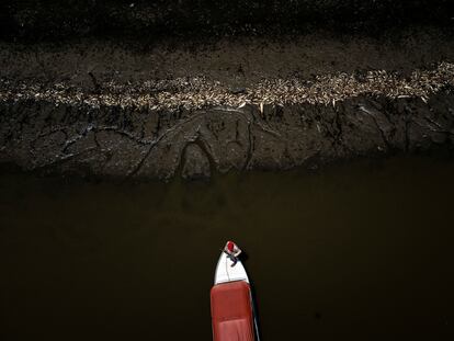 A man navigates among thousands of fish killed by the heat and acidity of the water, in Manacapuru, in the Brazilian state of Amazonas, in September 2023.
