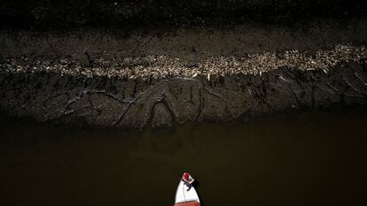 Un barquero navega entre miles de peces muertos por el calor y la acidez del agua, en Manacapuru (Estado de Amazonas), en septiembre.
