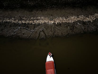 Un barquero navega entre miles de peces muertos por el calor y la acidez del agua, en Manacapuru (Estado de Amazonas), en septiembre.