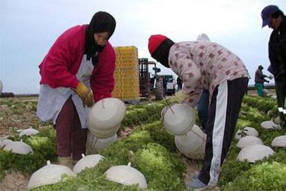 Mujeres inmigrantes trabajando en el campo en Cartagena.