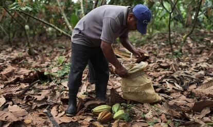 Un productor recoge las mazorcas en su plantación de cacao. Appta reúne a 950 familias productoras y llegó a exportar 400 toneladas de cacao orgánico al año, convirtiéndolo en uno de los mejores del mundo.