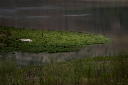 Vegetación en el pantano de Sau, este viernes: una imagen en color verde que no se veía desde hacía semanas en este embalse de Cataluña.