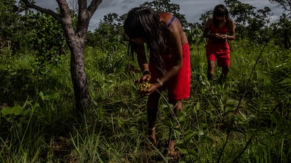 Varias ujeres xavantes recogen frutos de murici durante un dzomori, o expedición, para recolectar semillas nativas de la tribu Ripá en el territorio indígena de Pimentel Barbosa en Mato Grosso (Brasil), el 6 de enero de 2022.