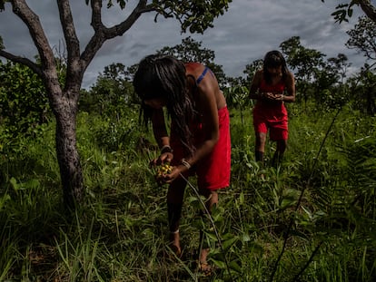 Varias ujeres xavantes recogen frutos de murici durante un dzomori, o expedición, para recolectar semillas nativas de la tribu Ripá en el territorio indígena de Pimentel Barbosa en Mato Grosso (Brasil), el 6 de enero de 2022.