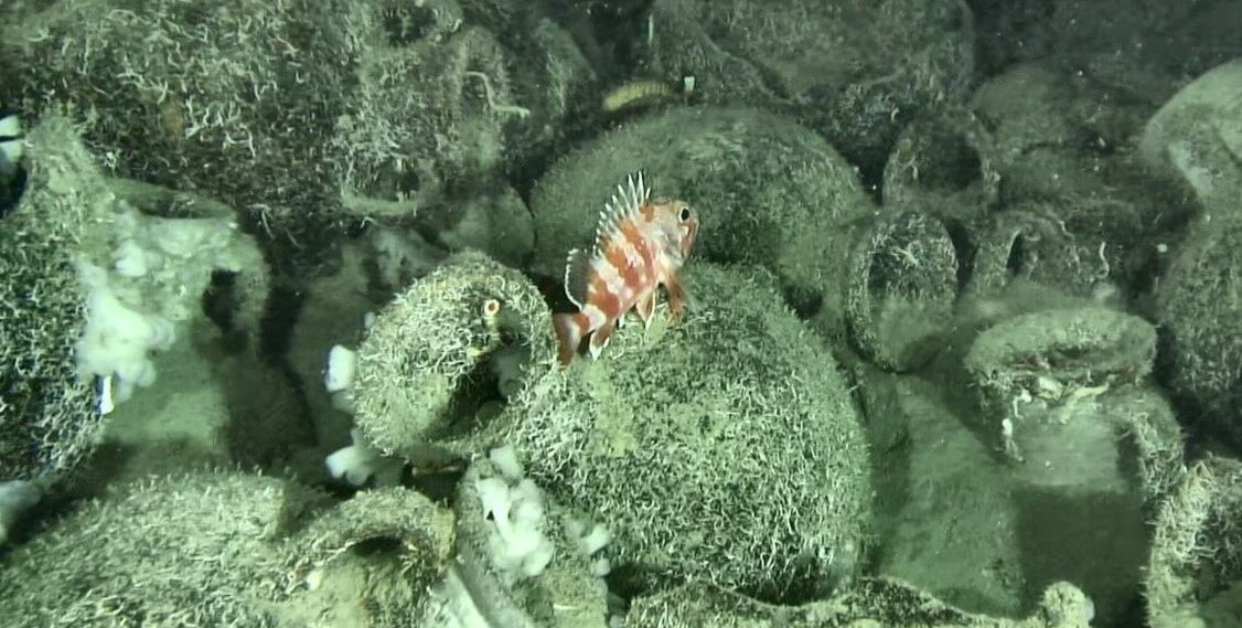 Acciona tropieza con un pecio de 2.500 años en su proyecto italiano de eólica marina Enotria
