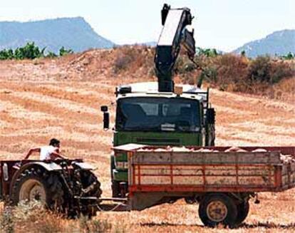 Un tractor transporta cerdos sacrificados en una granja de la localidad valenciana de Alpuente.