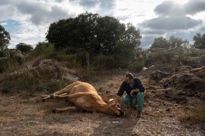 Jesús Ledesma Gutiérrez, ganadero de Muga de Sayago, junto a una de sus vacas muertas por EHE (enfermedad hemorrágica epizoótica), el 6 de septiembre.
