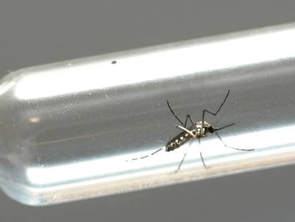 Mosquito transmissor da dengue.