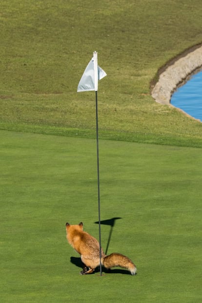 Em três tacadas. “O golfe é um jogo frustrante. Se alguma vez você já jogou, certamente teve vontade de fazer isto”, diz o norte-americano Douglas Croft a respeito da foto que fez de uma raposa em San José, Califórnia.