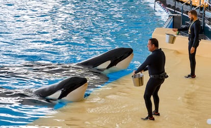 Espectáculo con orcas en el Loro Parque, en una imagen de archivo. 