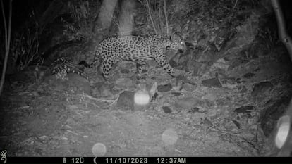 Un jaguar avistado por cámaras nocturnas en el área Tres Corrientes Jaguar del Norte, en Sahuaripa, Sonora, en 2023.