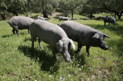 Cerdos ibéricos en una dehesa de Burguillos del Cerro (Badajoz).