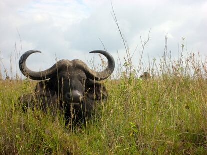 Los búfalos se alimentan de la hierba del parque, que les permite alcanzar hasta 900 kilos de peso. 
