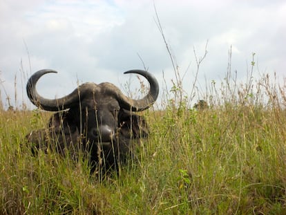 Un búfalo africano.