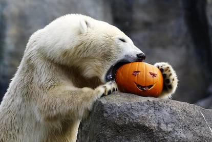 Un oso polar come una calabaza durante la celebración de Halloween en el zoológico Tiergarten Schönbrunn en Viena. Una vez al año los animales en el zoológico se alimentan con calabazas para celebrar Halloween.