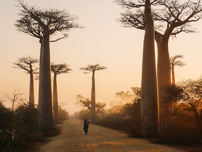 Un camino de baobabs en Morondava, Madagascar.