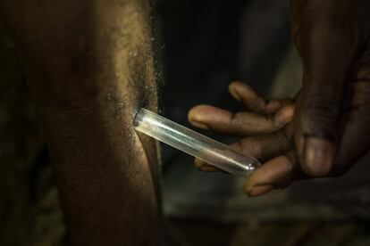 Alex Ouimana captura un mosquito que se había posado en su pierna con un tubo de ensayo para su posterior uso con fines científicos. Estos especialistas aguardan durante la noche, tanto en el interior como en el exterior de una vivienda, para llevar a cabo su tarea. El Ministerio de Sanidad los remunera.