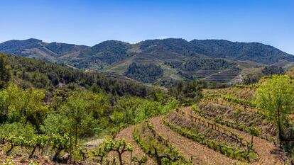 Viñedos en la región de Priorat.