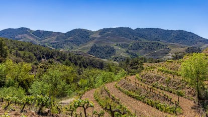 Viñedos en la región de Priorat.