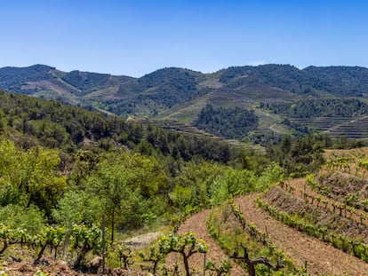 Viñedos en la región de Priorat.