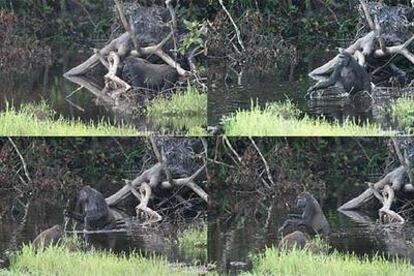 Secuencia de cómo la gorila <i>Leah</i> agarra una rama al entrar en una laguna y la utiliza para sondear la profundidad y el fondo y estabilizarse.