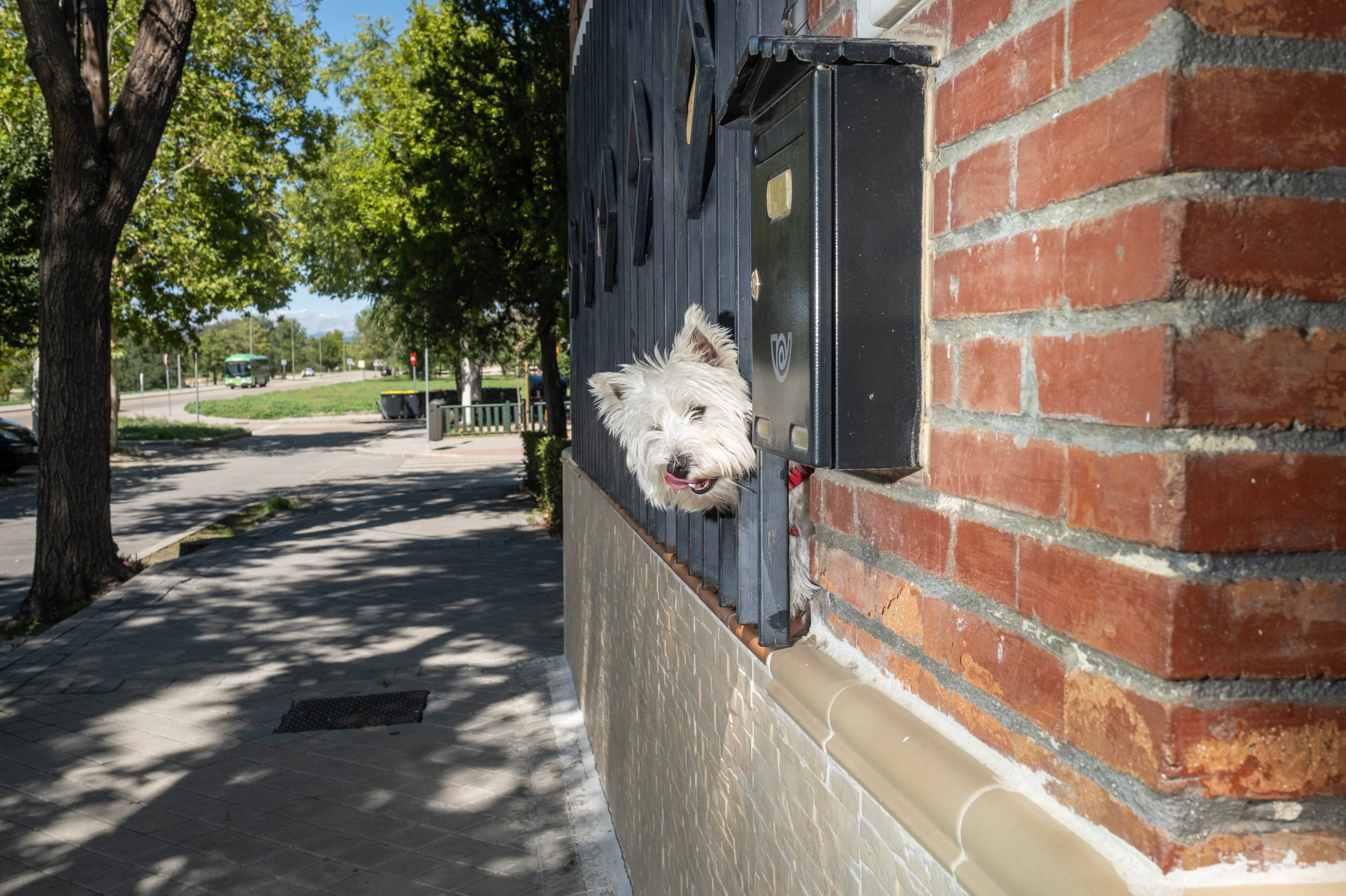 Un perro se asoma por la ventana de una de las viviendas de la colonia.