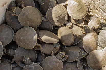 Tortugas recién nacidas y a punto de ser liberadas en el río Amazonas.