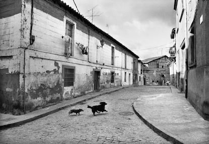 Dos perros juegan en la calle Carniceros.
