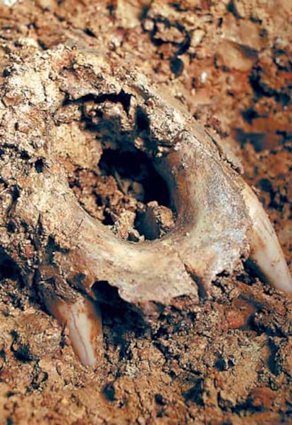 Fragmento de cráneo de oso de la Sima de los Huesos (Atapuerca).