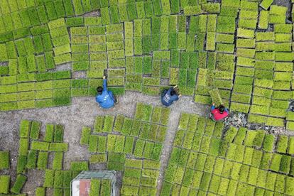 Agricultores en un campo de arroz de Jianhe, en la provincia suroccidental china de Guizho. La economía del país asiático creció a un ritmo récord durante el primer trimestre de 2021.
