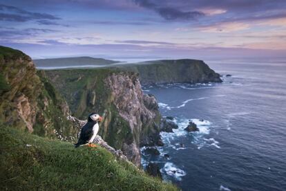 Para los aficionados a las aves, las Shetland son un paraíso, al ser parada de especies migratorias del Ártico como el frailecillo.