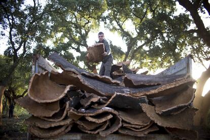 La unidad de medida que se utiliza para el control del corcho corcho extraído se denomina quintal castellano, equivalente a 46 kilogramos.
Un buen árbol puede dar entre dos y tres quintales por descorche, aunque de media se obtiene de un quintal por árbol.
